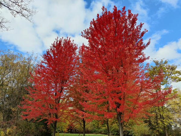 a beautiful red maple